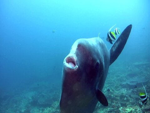 Oceanic sunfish (mola-mola) being cleaned by emperor angelfish