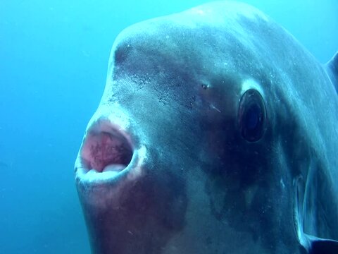 Oceanic sunfish (mola-mola) close up on eye and mouth