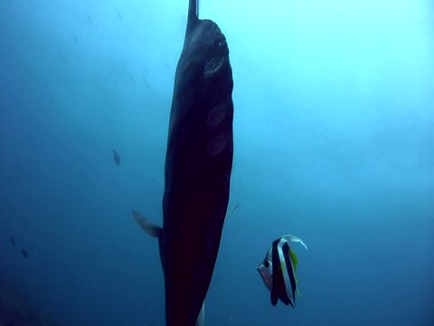 Oceanic sunfish (mola-mola) from above
