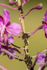 Aphid pest on flowers