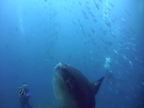 Oceanic sunfish (mola-mola) with divers