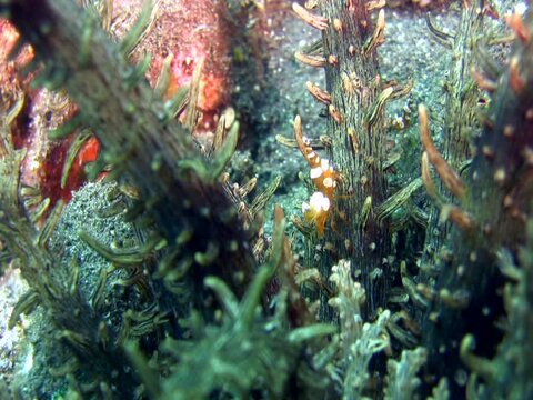Squat anemone shrimp (Thor amboinensis) on Actinostephanus haeckeli