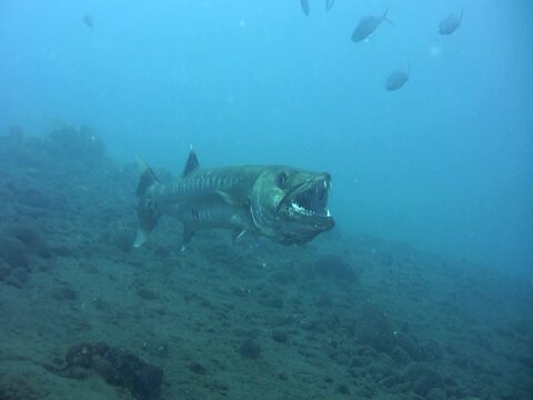 Great barracuda (Sphyraena barracuda) being cleaned by wrasse