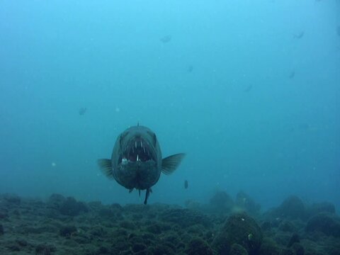 Great barracuda (Sphyraena barracuda) being cleaned by wrasse, from front