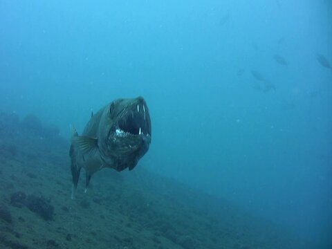 Great barracuda (Sphyraena barracuda) being cleaned by wrasse