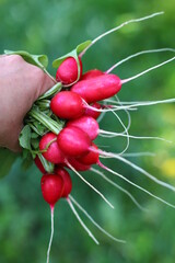radish in hand