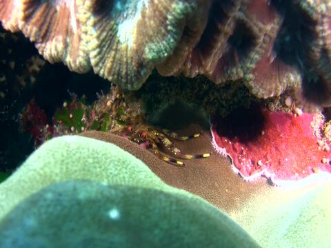 Flat rock crab (Percnon planissimum)