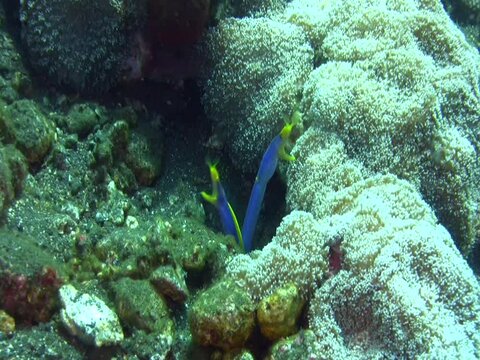 2 blue ribbon eel (Rhinomuraena quaesita) sharing the same hole
