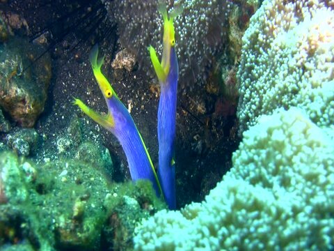 2 blue ribbon eel (Rhinomuraena quaesita) sharing the same hole