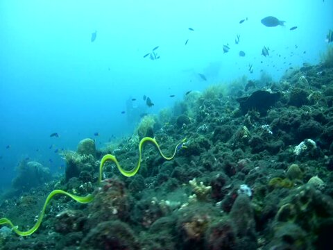 Blue ribbon eel (Rhinomuraena quaesita) swimming