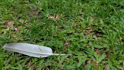 abstract, autumn, background, bird, closeup, day, feather on the green grass design for stylus...