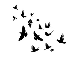 A flock of flying birds. Free birds. Vector illustration