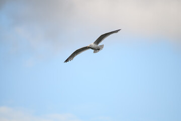 Fototapeta na wymiar Beautiful seagull flying high on beautiful blue sky with cloud.