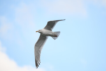 beautiful white seagull flies in the air against the blue sky
