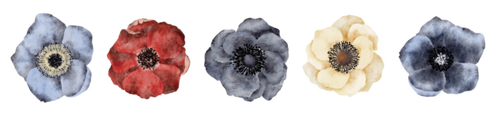 Anemone flowers on white background. Watercolor hand painted floral illustration