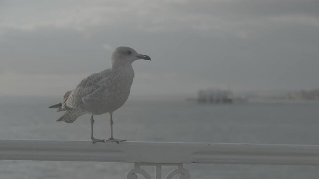 Tracking shot of baby seagull perched on railing in front of ocean in Brighton, flying bird