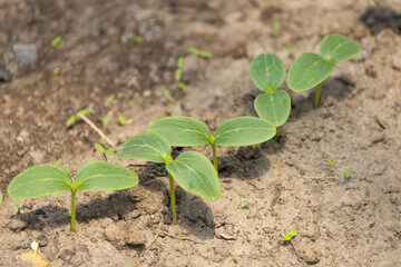 Young sprouts with cucumber leaves on the ground. Young sprout new cucumber plant at soil.	