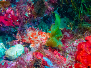 scorpionfish