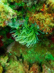 coral reef in the sea