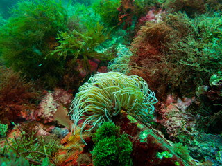 coral reef in the sea