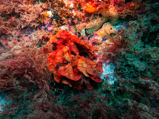 coral reef in the sea