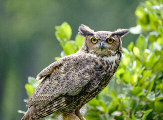 Owl