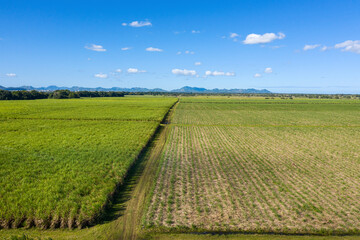 Fototapeta na wymiar Sugar cane fields plantation at caribbean countryside, agriculture concept. Aerial view