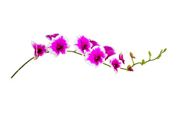 Pink orchid flower isolated on  white background .  © cmmedia99