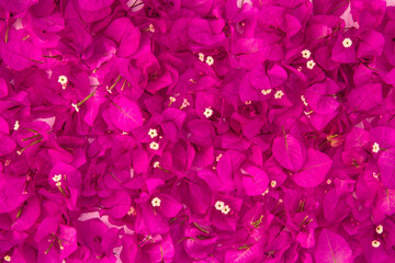 Beautiful Pink bougainvillea flower as background.