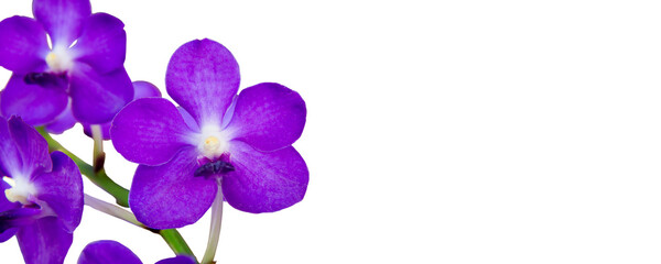 Purple orchid flower phalaenopsis or falah isolated on white background.  