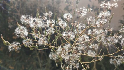 Wild flowers nature background 