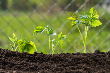 Bushes of young raspberries, a seedling in the open air grows close up in the garden on the chernozem. Selective focus