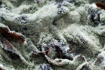 Texture of mold on pita bread, macro. close-up