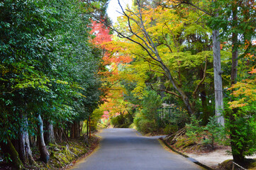 Obraz premium 秋に歩く京都市の曼殊院道が紅葉で綺麗