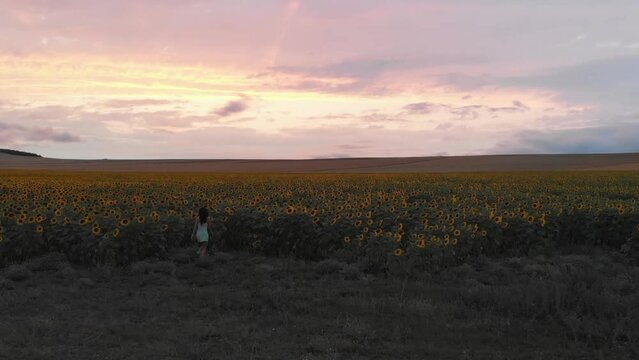 Aerial front view young caucasian woman excited run to sunflower field enjoy evening and carefree freedom. Lifestyle happiness concept