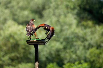 A harris hawk in flight