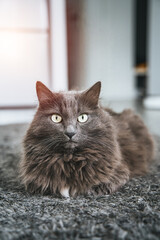 Portrait of a domestic cat. Concept of having a pet inside the modern apartment. Lifestyle portrait of a gray male cat with green eyes looking serious with soft focus interior of the contemporary flat