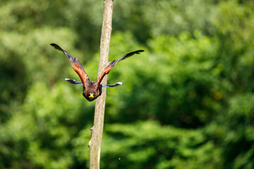A harris hawk in flight