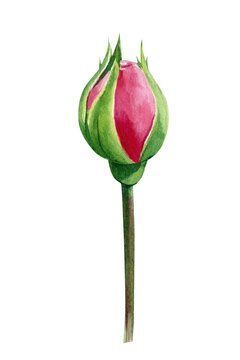 Rose bud on a white background, watercolor painting, floral element
