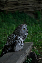 A great grey owl