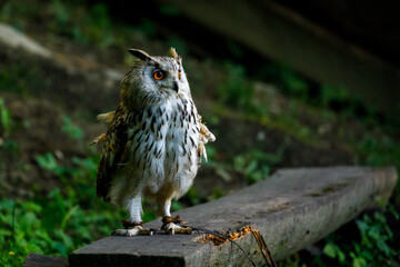 An european eagle owl 