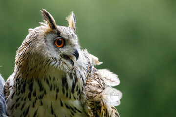 An european eagle owl 