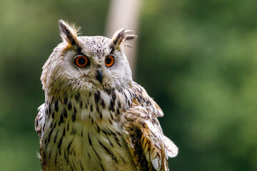 An european eagle owl 