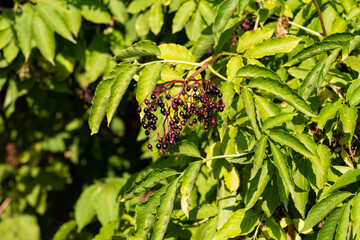 Ripe Elderberries Sambucus on tree branches with leaves.