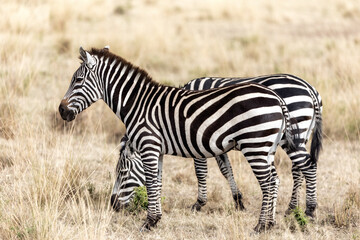 Fototapeta na wymiar Plains, or common zebra, Equus Quagga, standing in the long grass of the Masai Mara, Kenya