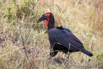 Southern ground-hornbill,  bucorvus leadbeateri, in the grasslands of the Masai Mara, Kenya