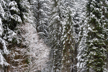 Beautiful snowy forest, trees and leaves covered with snow, wild nature