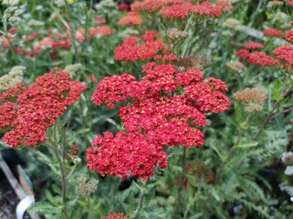 Achillea millefolium 'Walther Funcke' © John Caley