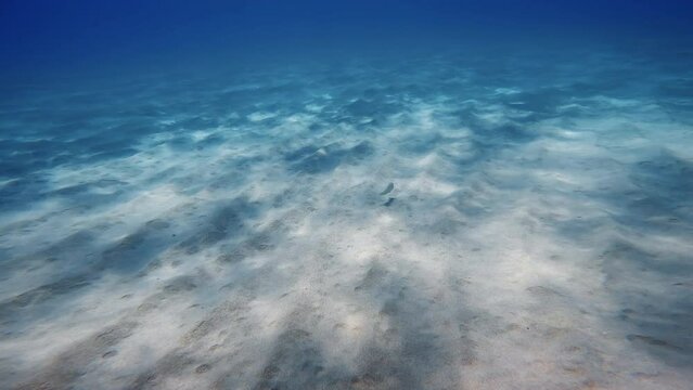Fish is hiding in the sand