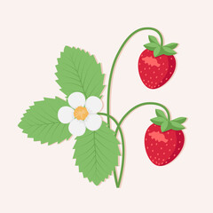 Strawberry plant